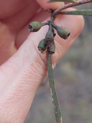 Eucalyptus viridis, photograph (c) Nina Kerr, some rights reserved (CC BY)