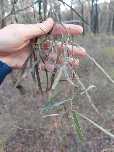 Eucalyptus viridis, photograph 6