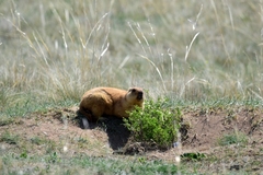 Marmota bobak
