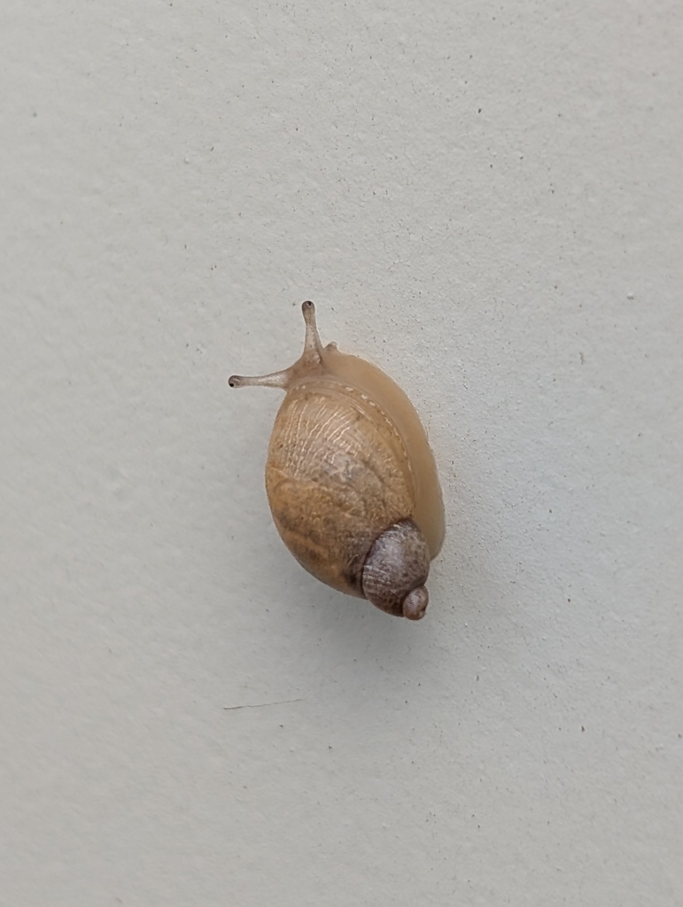 Mexico ambersnail
