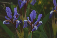 Iris glaucescens