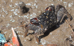 Parasesarma guttatum