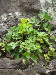 Peucedanum japonicum