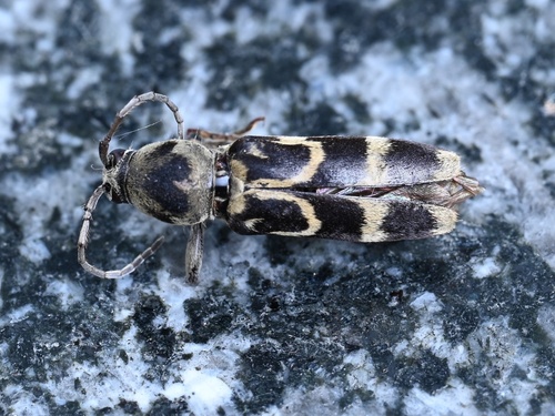 Chlorophorus diadema