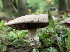 Agaricus