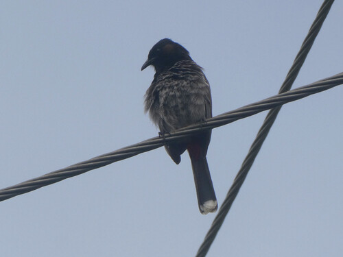 Red-vented Bulbul