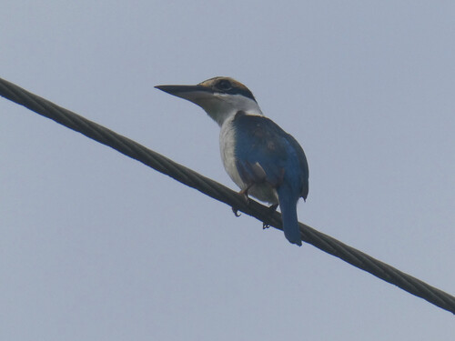 Pacific Kingfisher