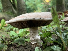 Agaricus