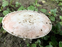 Agaricus
