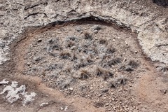 Tripogonella loliiformis