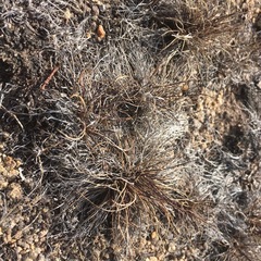 Tripogonella loliiformis