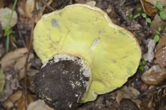Butyriboletus