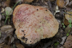 Butyriboletus