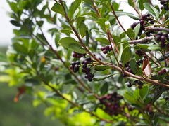 Rhaphiolepis umbellata