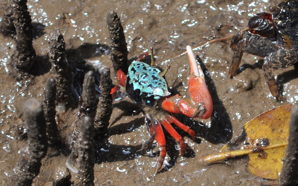 Green-eyed Fiddler Crab (Paraleptuca chlorophthalmus) · iNaturalist