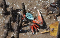 Paraleptuca chlorophthalmus