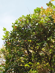 Rhaphiolepis umbellata