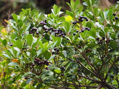 Rhaphiolepis umbellata