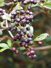 Rhaphiolepis umbellata