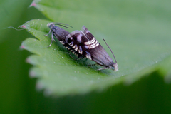 Grapholita compositella