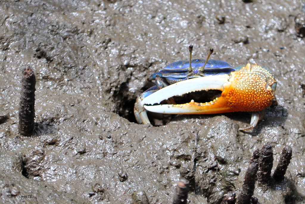 d'Urville's Fiddler Crab
