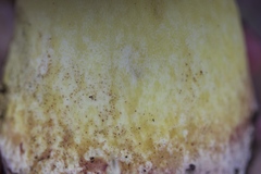 Butyriboletus