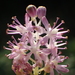 Barnardia japonica - Photo (c) 葉子, μερικά δικαιώματα διατηρούνται (CC BY-NC), uploaded by 葉子