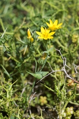 Blackstonia perfoliata intermedia