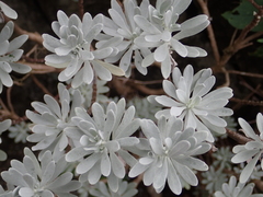 Crossostephium chinense