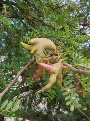 Cephalotelium macowanianum