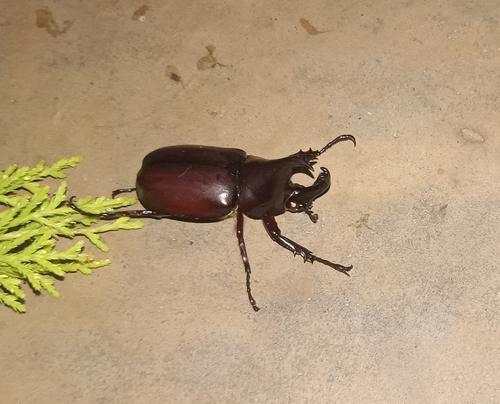 Siamese Rhinoceros Beetle photo 2