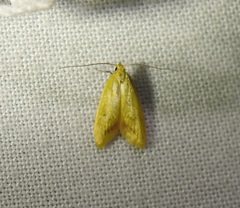 Aeolothapsa malacella