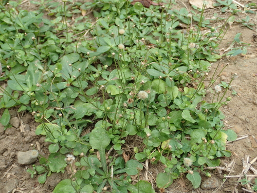 Erigeron bellioides