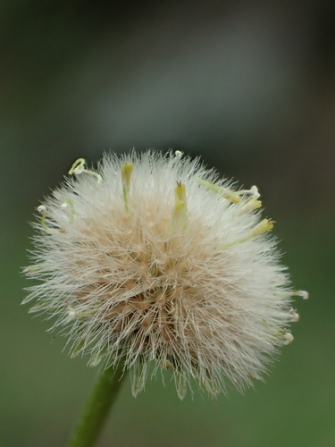 Erigeron bellioides