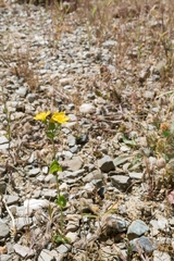 Blackstonia perfoliata intermedia