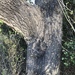 Eucalyptus siderophloia - Photo (c) Greg Tasney,  זכויות יוצרים חלקיות (CC BY-SA), uploaded by Greg Tasney