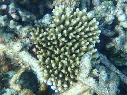 Acropora nasuta observed 2025-07-02