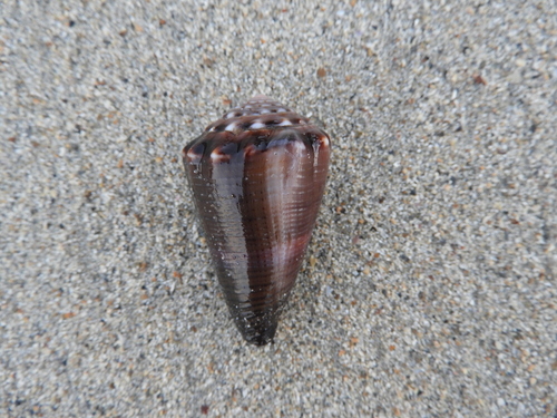 Conus biliosus (Röding, 1798)