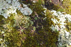 Stenoglottis