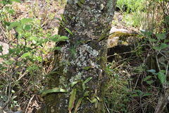 Stenoglottis