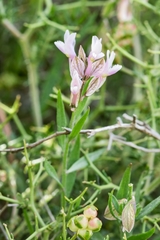 Polygala venulosa