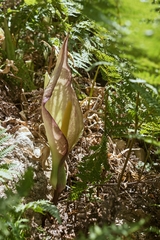 Arum concinnatum
