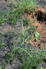 Senecio bupleuroides