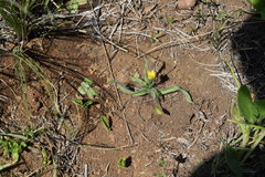 Hypoxis angustifolia