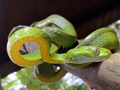 Boiga cyanea