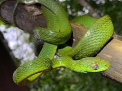 Boiga cyanea