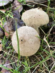 Lycoperdon perlatum