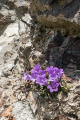 Campanula tubulosa