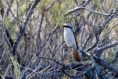 Lanius phoenicuroides
