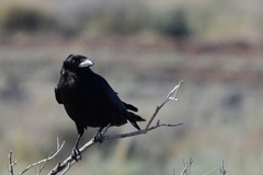 Corvus ruficollis